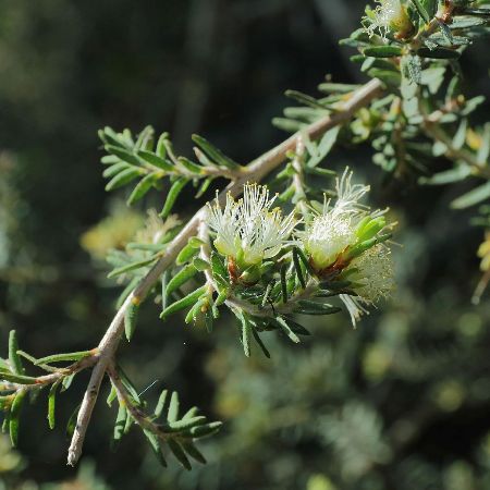 Cajeput Essential Oil 2